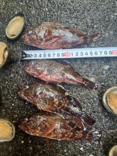 カサゴの釣果