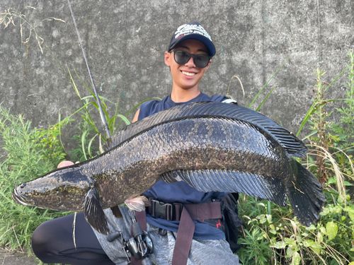 ライギョの釣果