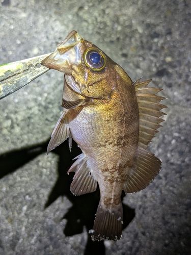 メバルの釣果