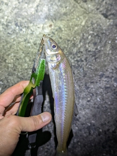 キスの釣果
