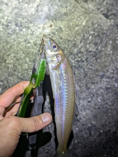 キスの釣果