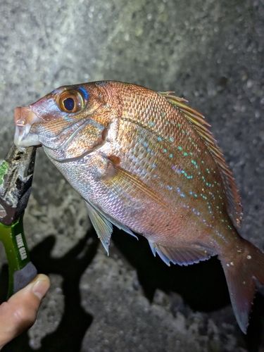 チャリコの釣果