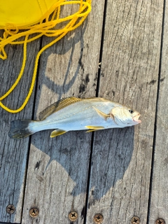 イシモチの釣果