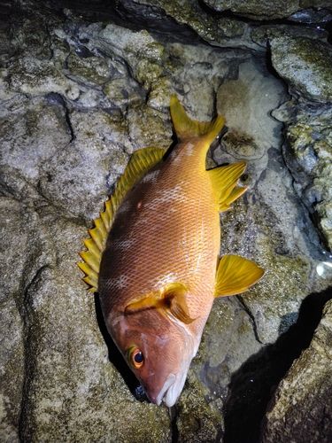 シブダイの釣果
