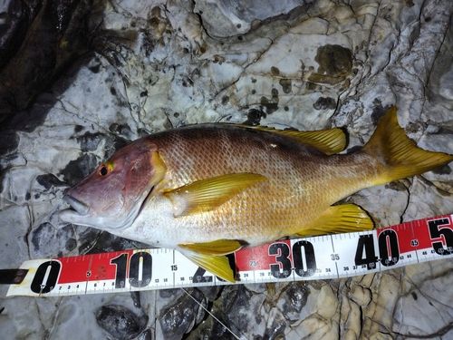 シブダイの釣果