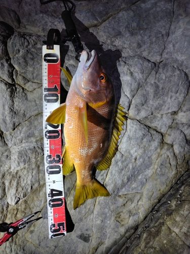 シブダイの釣果