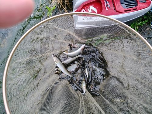 アユの釣果