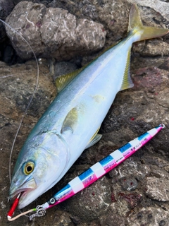 ワカシの釣果