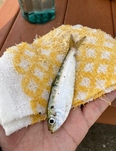 サッパの釣果