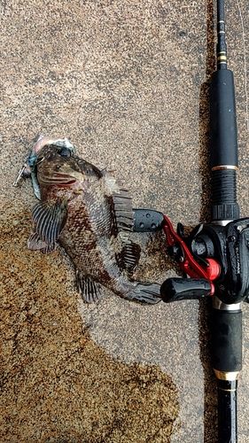 ムラソイの釣果
