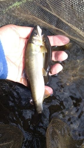 アユの釣果