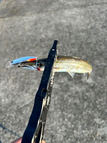 カマスの釣果