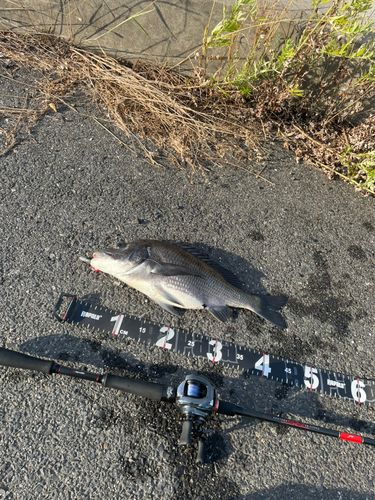 チヌの釣果