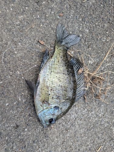 ブルーギルの釣果