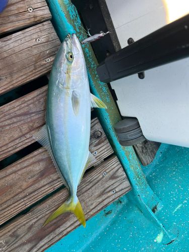 イナダの釣果