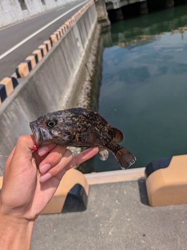 ムラソイの釣果