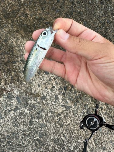 サバの釣果