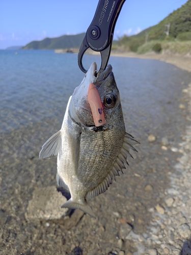 ミナミクロダイの釣果