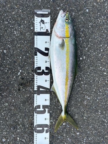 ワラサの釣果