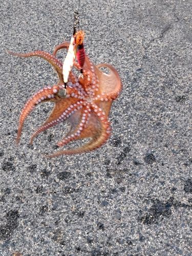 タコの釣果