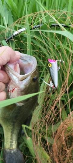 ブラックバスの釣果