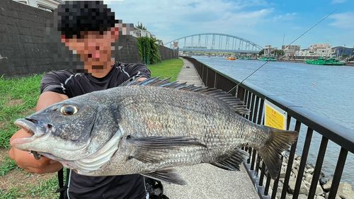 クロダイの釣果
