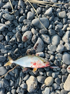 ショゴの釣果