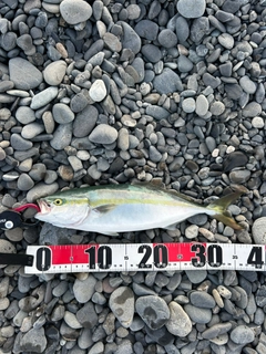 イナダの釣果