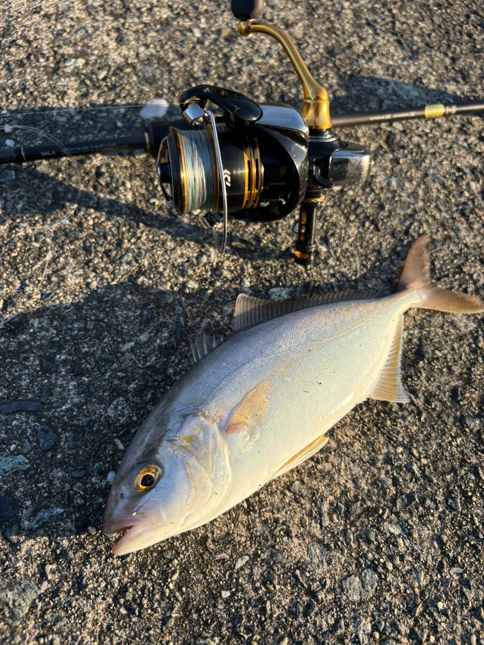 SHIMANO 22ソアレ SS アジング S64L-Sの最安値・インプレ・釣果 | 本音