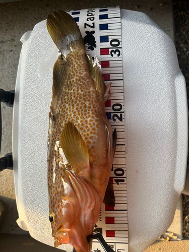 アコウの釣果