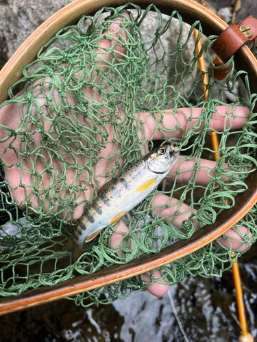 アマゴの釣果