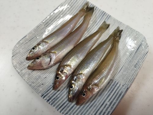 キスの釣果