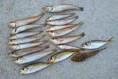 シロギスの釣果