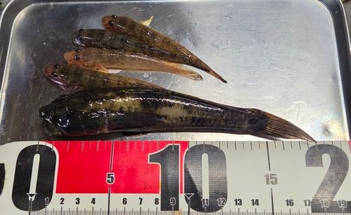 ウロハゼの釣果