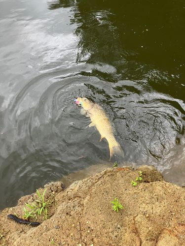 コイの釣果