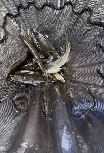 アユの釣果