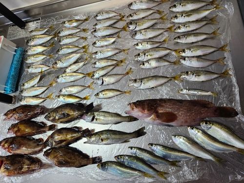 アジの釣果