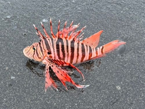 ミノカサゴの釣果