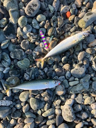 サバの釣果
