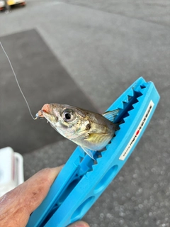 マアジの釣果