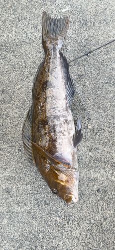 アイナメの釣果