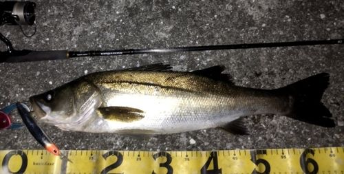 シーバスの釣果