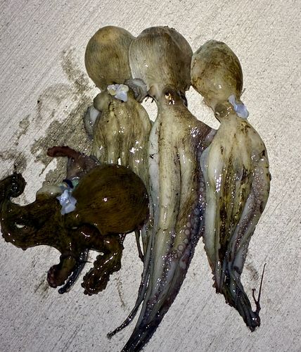 釣果