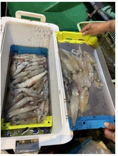 マイカの釣果