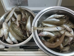 シロギスの釣果
