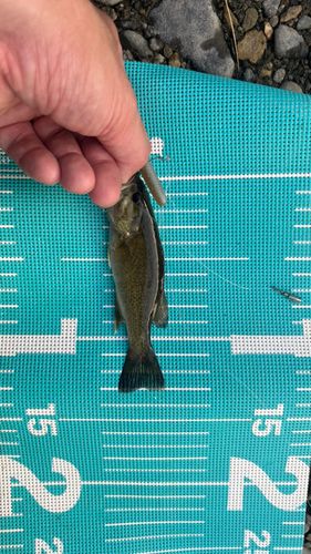 スモールマウスバスの釣果