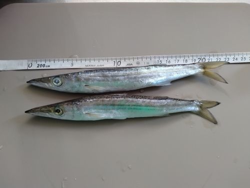 アカカマスの釣果