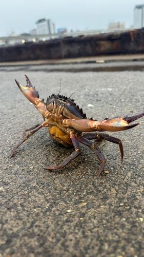 ワタリガニの釣果
