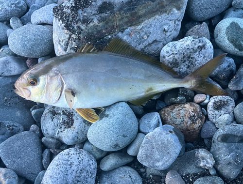 ショゴの釣果