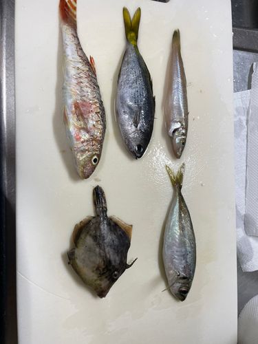 オジサンの釣果